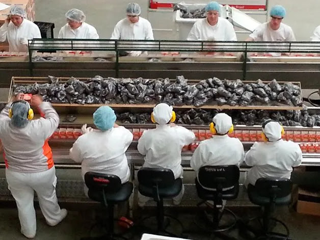 auxiliar de produção auxiliar de produção