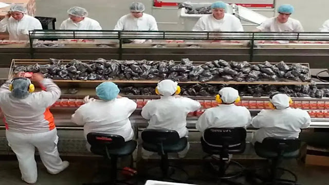 auxiliar de produção - fazenda rio grande auxiliar de produção - fazenda rio grande